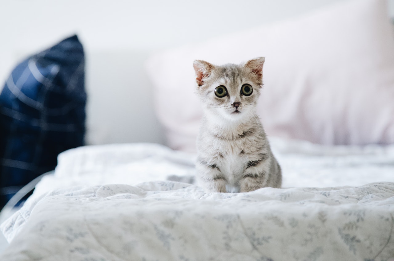 Introducción a la Fisioterápia y Rehabilitación de Animales de Compañia